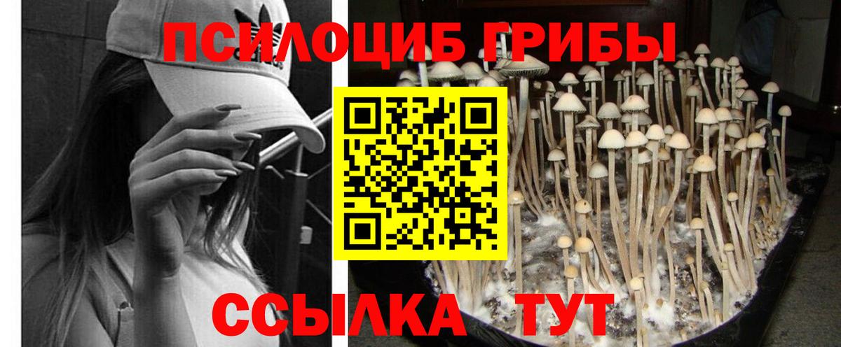 Галлюциногенные грибы Psilocybe  Вход с VPN  Прохладный 